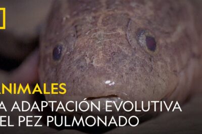 Primer plano de la cabeza de un pez pulmonado con textura rugosa y ojos visibles LqkmW ES9YM