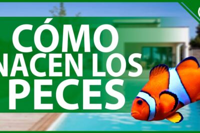 Pez payaso naranja frente a una piscina con el texto CÓMO NACEN LOS PECES MrQ7S696rpc