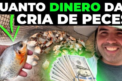 Mano sosteniendo un pez frente a una red con crías, billetes y un hombre sonriente que ilustran la cría de peces NDaR3Ov5IMI