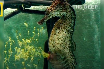 Caballito de mar expulsando numerosas crías en un acuario NF8JTsow3c0.