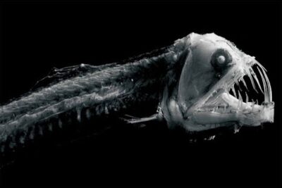 Pez abisal de cabeza alargada y fauces con dientes afilados O3 6RRWCEU