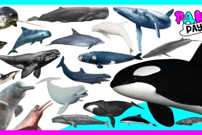 Collage de cetáceos y delfines variados O5XlScl5TVA sobre fondo claro