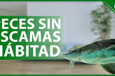 Pez sin escamas junto a texto grande 'PECES SIN ESCAMAS HÁBITAD' en banner verde OZl7da47TH4