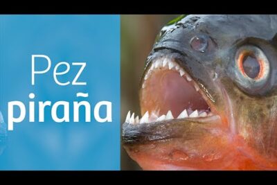Primer plano de un pez piraña mostrando sus dientes afilados y colores rojizos
