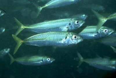 Cardumen de jureles plateados con cola amarilla PLWwPsWGi5E nadando en aguas profundas
