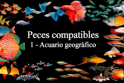 Peces tropicales coloridos y texto 'Peces compatibles 1 - Acuario geográfico' PsRU yCzwtw