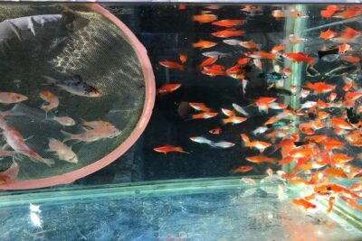 Grupo de peces rojos y blancos en un acuario con una malla de separación mostrando movimiento y color QQG1fYYcEIY.