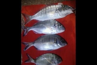 Cuatro peces plateados alineados sobre una tela roja QrpksxYXLd4