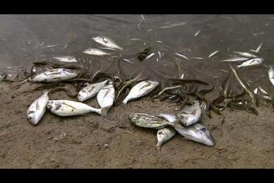Peces muertos y ejemplares alargados varados en la orilla fangosa QwBZTL8eiDM