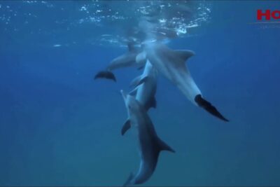 Tres delfines nadando en columna hacia la superficie en aguas azules RE2nFL3cxL0.