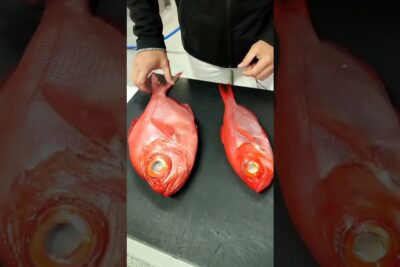 Dos pescados rojos enteros con ojos prominentes sobre una tabla negra mientras se ajustan las colas RLh1LS Ce2Q.