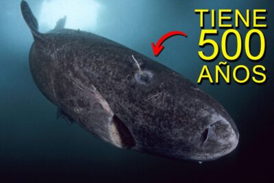 Tiburón grande y oscuro con una lamprea adherida en el costado y texto amarillo que indica 500 años, SAIFOha8hp8
