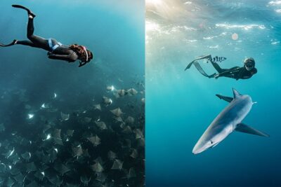 Buceador en apnea entre un banco de mantarrayas y otro buceador junto a un tiburón Sa4rlsMgIHE