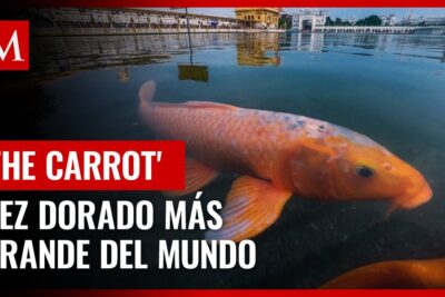 Pez dorado naranja gigante nadando en un estanque con reflejo de un templo ShRxeE58XIs