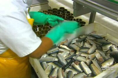 Trabajador con guantes verdes manipulando sardinas en la línea de enlatado UNIXNi9lul8