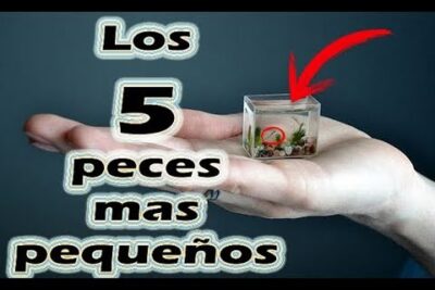 Mano mostrando un mini acuario con un pez diminuto, texto promocional y una flecha roja señalando el tanque UXOJk AkMio
