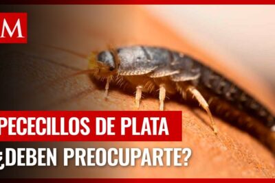 Pececillo de plata en primer plano sobre una superficie rugosa WI6fP1yrJOE