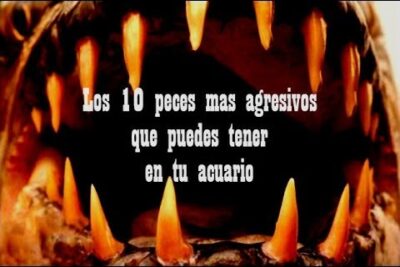 Primer plano de una boca dentada con dientes afilados y texto que anuncia los 10 peces más agresivos en tu acuario WubMBCxbC 0.