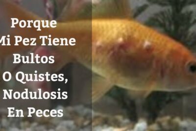 Pez dorado en acuario con bultos visibles en su cuerpo y texto informativo Wylikx9NTBs