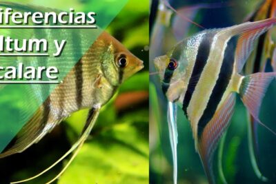 Comparación visual de dos peces ángel Altum y Scalare XCXKZfN4R3I