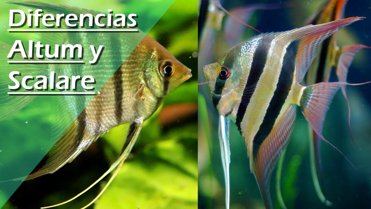 Comparación visual de dos peces ángel Altum y Scalare XCXKZfN4R3I