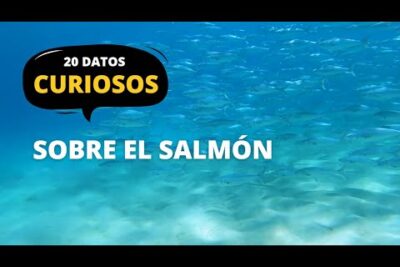 Banco de salmones nadando en agua azul con texto '20 datos curiosos sobre el salmón' XP4JsoiZgaU.