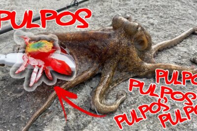 Pulpo sobre pavimento junto a un señuelo rojo y caña de pescar