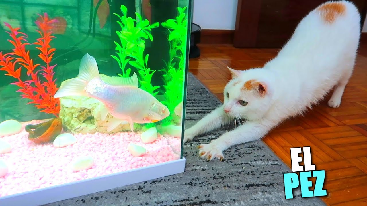 Gato blanco estirándose frente a un acuario con un pez grande y grava rosa XhkRKw3wwk 5