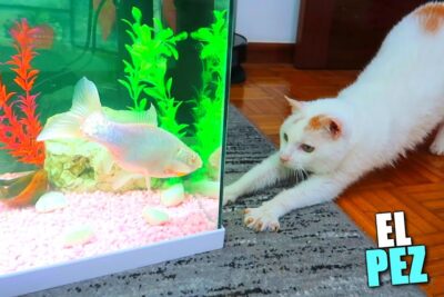 Gato blanco estirando la pata frente a un acuario con un pez blanco y plantas coloridas XhkRKw3wwk 7