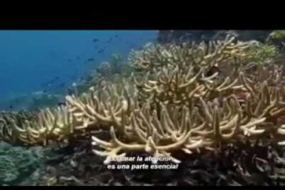 Arrecife de coral ramificado con bancos de peces nadando en aguas azules, YhoQ i37kls.
