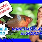 Todo lo que necesitas saber sobre la enfermedad similar al pez