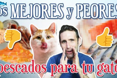 Miniatura con texto 'los mejores y peores pescados para tu gato', gato lamiéndose, hombre señalando y pulgares arriba/abajo ZA8V3jORKaA