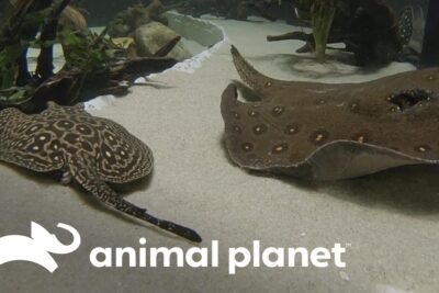 Dos rayas ornamentales sobre sustrato arenoso en acuario ZREEyHxtmRo