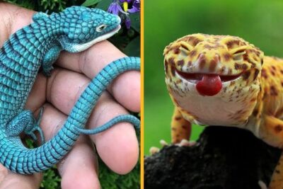 Dos reptiles contrastantes: un lagarto de escamas azules sostenido en una mano y un gecko leopardo amarillo con la lengua fuera aNt 1hGGdiU