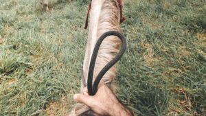 Mano sujetando una cuerda sobre la crin de un caballo en un campo, imagen sugerente para accesorios pesca mosca agua salada guia completa