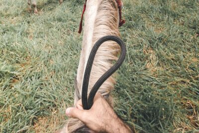 Mano sujetando una cuerda sobre la crin de un caballo en un campo, imagen sugerente para accesorios pesca mosca agua salada guia completa