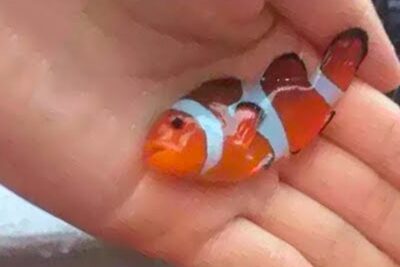 Pequeño pez payaso naranja con franjas blancas sostenido en una mano agDC5Z9L3OI