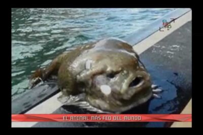 Pez marino de aspecto bulboso y húmedo sobre un muelle aszxm7C5zxU