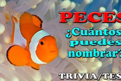 Pez payaso naranja en anémona con texto de trivia b3teyAEJvSU