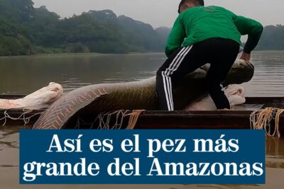 Pescador maneja un arapaima o pirarucú gigante en una canoa en el Amazonas b4MOpgOx3Vk