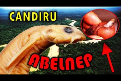 Primer plano de un candiru sobre un río de selva con texto CANDIRU y un inserto circular mostrando un dedo señalado por una flecha, bp5klL5KoFA