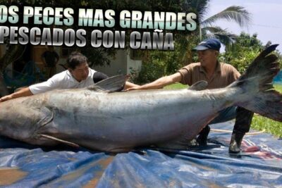 Dos pescadores sujetan un pez gigante sobre una lona en un jardín cGFeqUFt3lo