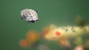 Tortuga nadando sobre un estanque verde junto a una carpa koi, carpas comunes tipos caracteristicas usos