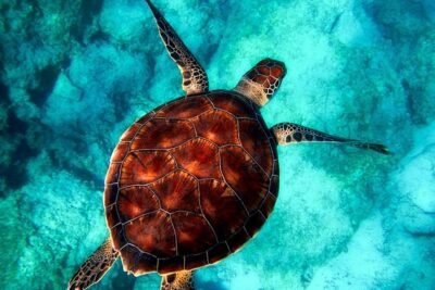 como conservar vida marina pesca consejos soluciones