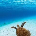 Cómo evitar la sobreexplotación de especies en la pesca deportiva