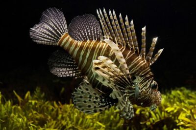 Pez león rayado con aletas extendidas nadando sobre pastos marinos como minimizar impacto pesca ecosistemas marinos.