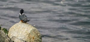 Martín pescador posado sobre una roca frente a la superficie del agua como pescar en hielo guia completa consejos utiles