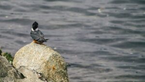 Martín pescador posado sobre una roca frente a la superficie del agua como pescar en hielo guia completa consejos utiles