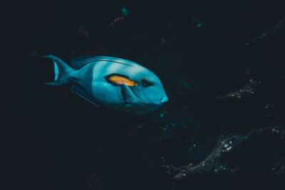 Imagen de un pescador con caña en un lago al amanecer