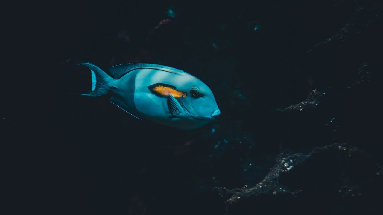 Imagen de un pescador con caña en un lago al amanecer
